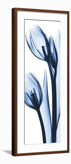 Two Blue Tulips-Albert Koetsier-Framed Premium Giclee Print
