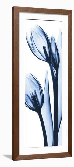 Two Blue Tulips-Albert Koetsier-Framed Premium Giclee Print