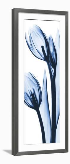 Two Blue Tulips-Albert Koetsier-Framed Premium Giclee Print