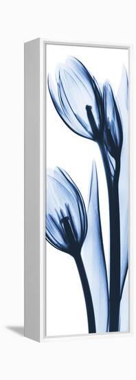 Two Blue Tulips-Albert Koetsier-Framed Stretched Canvas
