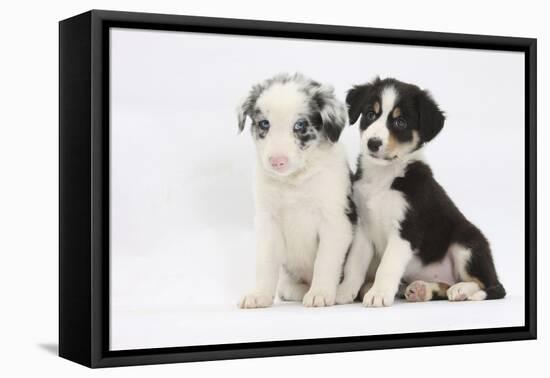 Two Border Collie Puppies Sitting-Mark Taylor-Framed Premier Image Canvas