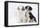 Two Border Collie Puppies Sitting-Mark Taylor-Framed Premier Image Canvas