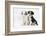 Two Border Collie Puppies Sitting-Mark Taylor-Framed Photographic Print