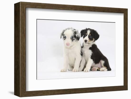 Two Border Collie Puppies Sitting-Mark Taylor-Framed Photographic Print