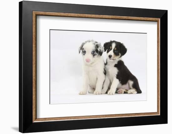 Two Border Collie Puppies Sitting-Mark Taylor-Framed Photographic Print