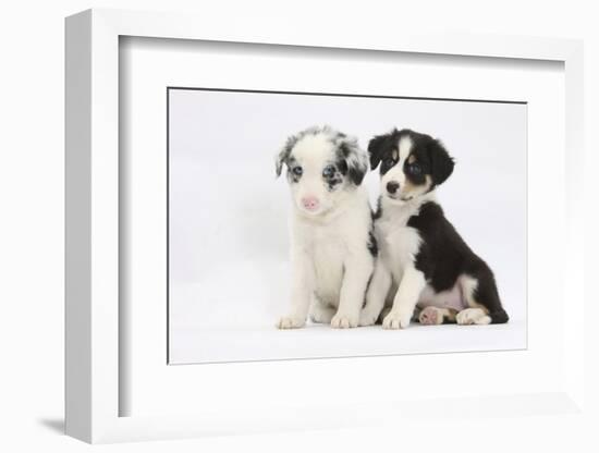 Two Border Collie Puppies Sitting-Mark Taylor-Framed Photographic Print