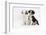 Two Border Collie Puppies Sitting-Mark Taylor-Framed Photographic Print