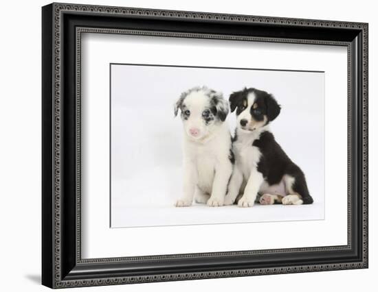 Two Border Collie Puppies Sitting-Mark Taylor-Framed Photographic Print