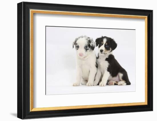 Two Border Collie Puppies Sitting-Mark Taylor-Framed Photographic Print