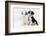 Two Border Collie Puppies Sitting-Mark Taylor-Framed Photographic Print