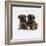 Two Border Terrier Puppies, 5 Weeks Old, Sitting Together-Jane Burton-Framed Photographic Print