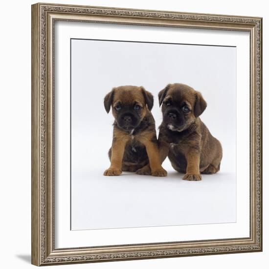 Two Border Terrier Puppies, 5 Weeks Old, Sitting Together-Jane Burton-Framed Photographic Print