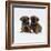 Two Border Terrier Puppies, 5 Weeks Old, Sitting Together-Jane Burton-Framed Photographic Print