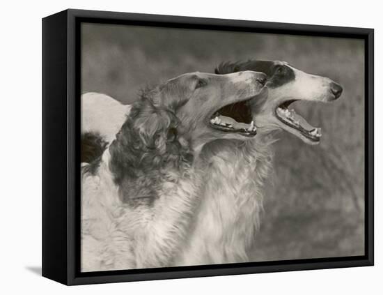 Two Borzois-null-Framed Premier Image Canvas