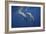 Two Bottlenose Dolphins-Barathieu Gabriel-Framed Giclee Print