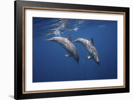 Two Bottlenose Dolphins-Barathieu Gabriel-Framed Giclee Print