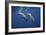 Two Bottlenose Dolphins-Barathieu Gabriel-Framed Giclee Print