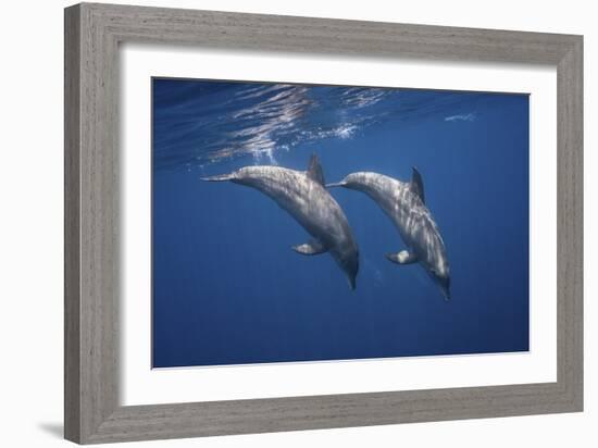 Two Bottlenose Dolphins-Barathieu Gabriel-Framed Giclee Print