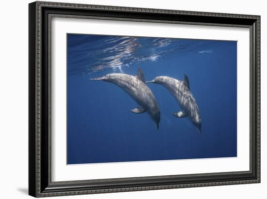 Two Bottlenose Dolphins-Barathieu Gabriel-Framed Giclee Print