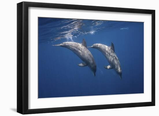 Two Bottlenose Dolphins-Barathieu Gabriel-Framed Giclee Print