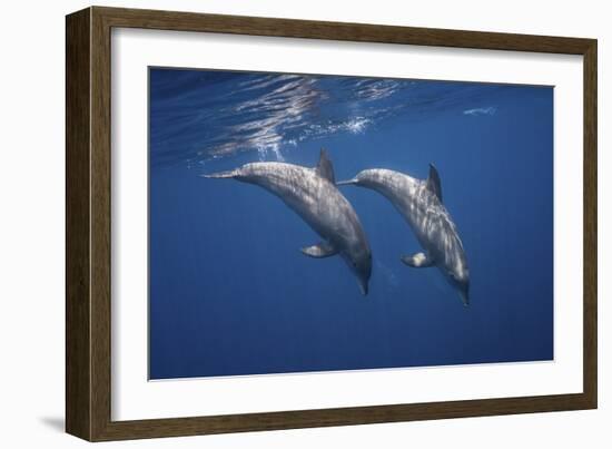 Two Bottlenose Dolphins-Barathieu Gabriel-Framed Giclee Print