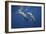 Two Bottlenose Dolphins-Barathieu Gabriel-Framed Giclee Print