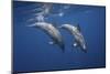 Two Bottlenose Dolphins-Barathieu Gabriel-Mounted Giclee Print