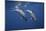 Two Bottlenose Dolphins-Barathieu Gabriel-Mounted Giclee Print