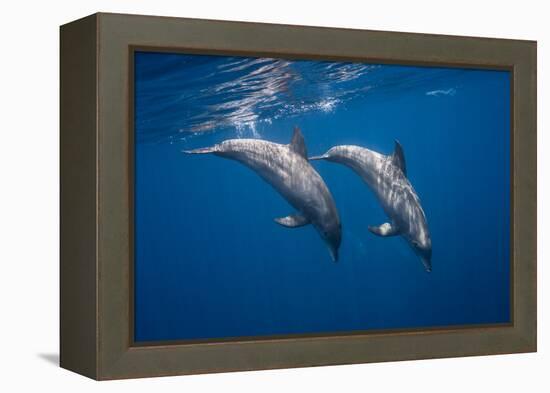 Two bottlenose dolphins-Barathieu Gabriel-Framed Premier Image Canvas