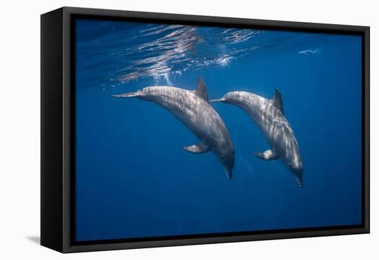 Two bottlenose dolphins-Barathieu Gabriel-Framed Premier Image Canvas