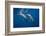 Two bottlenose dolphins-Barathieu Gabriel-Framed Photographic Print