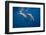 Two bottlenose dolphins-Barathieu Gabriel-Framed Photographic Print