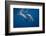 Two bottlenose dolphins-Barathieu Gabriel-Framed Photographic Print