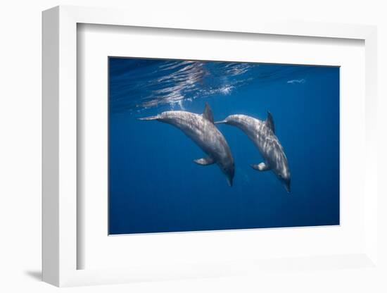 Two bottlenose dolphins-Barathieu Gabriel-Framed Photographic Print
