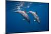 Two bottlenose dolphins-Barathieu Gabriel-Mounted Photographic Print