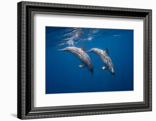 Two bottlenose dolphins-Barathieu Gabriel-Framed Photographic Print