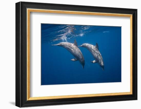 Two bottlenose dolphins-Barathieu Gabriel-Framed Photographic Print