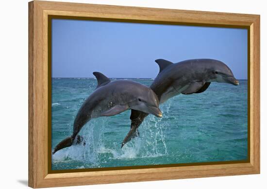 Two Bottlenosed Dolphins Jumping-null-Framed Premier Image Canvas
