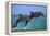 Two Bottlenosed Dolphins Jumping-null-Framed Premier Image Canvas