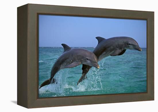 Two Bottlenosed Dolphins Jumping-null-Framed Premier Image Canvas