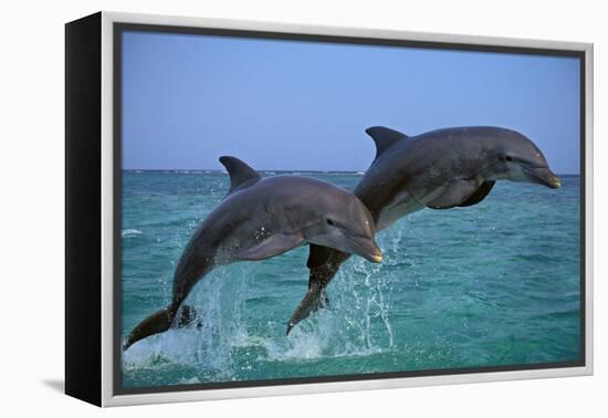 Two Bottlenosed Dolphins Jumping-null-Framed Premier Image Canvas