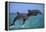 Two Bottlenosed Dolphins Jumping-null-Framed Premier Image Canvas