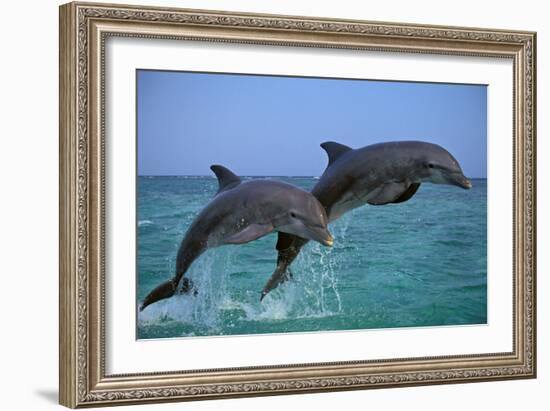 Two Bottlenosed Dolphins Jumping-null-Framed Photographic Print