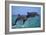 Two Bottlenosed Dolphins Jumping-null-Framed Photographic Print