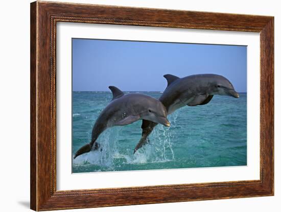 Two Bottlenosed Dolphins Jumping-null-Framed Photographic Print