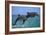 Two Bottlenosed Dolphins Jumping-null-Framed Photographic Print