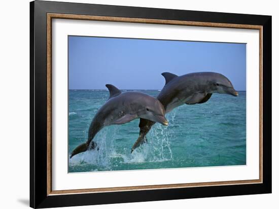 Two Bottlenosed Dolphins Jumping-null-Framed Photographic Print