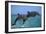 Two Bottlenosed Dolphins Jumping-null-Framed Photographic Print