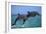 Two Bottlenosed Dolphins Jumping-null-Framed Photographic Print