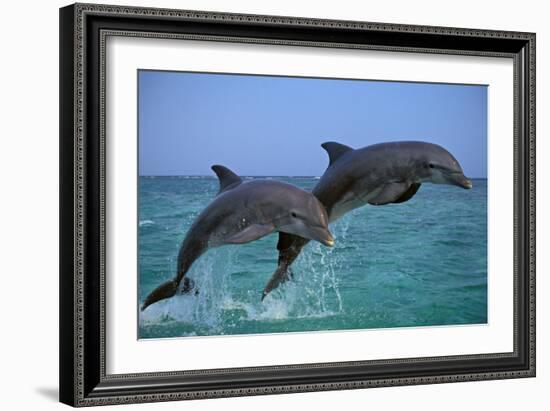 Two Bottlenosed Dolphins Jumping-null-Framed Photographic Print